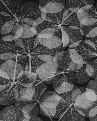 Botanical No 2