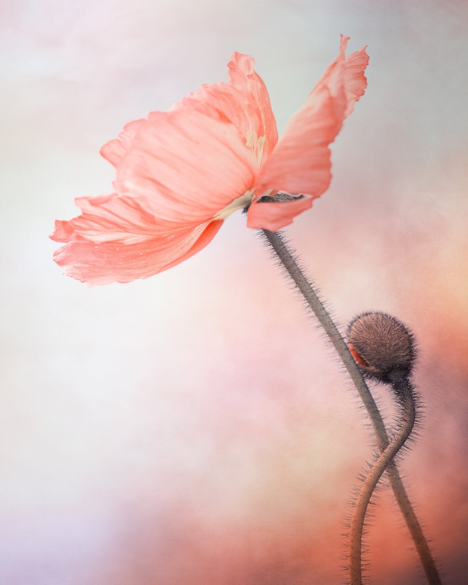 Tenderness