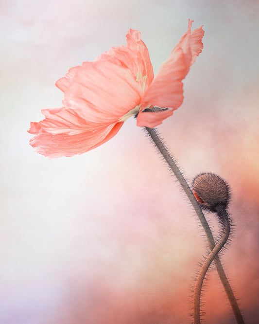 Tenderness