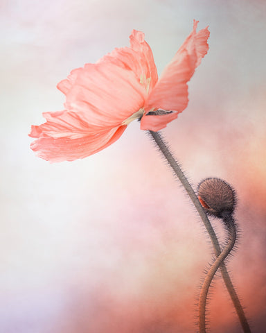 Tenderness
