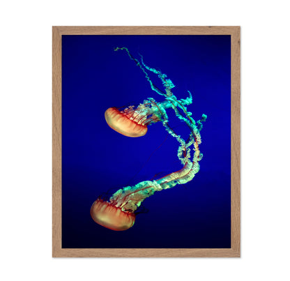 Jelly Fish