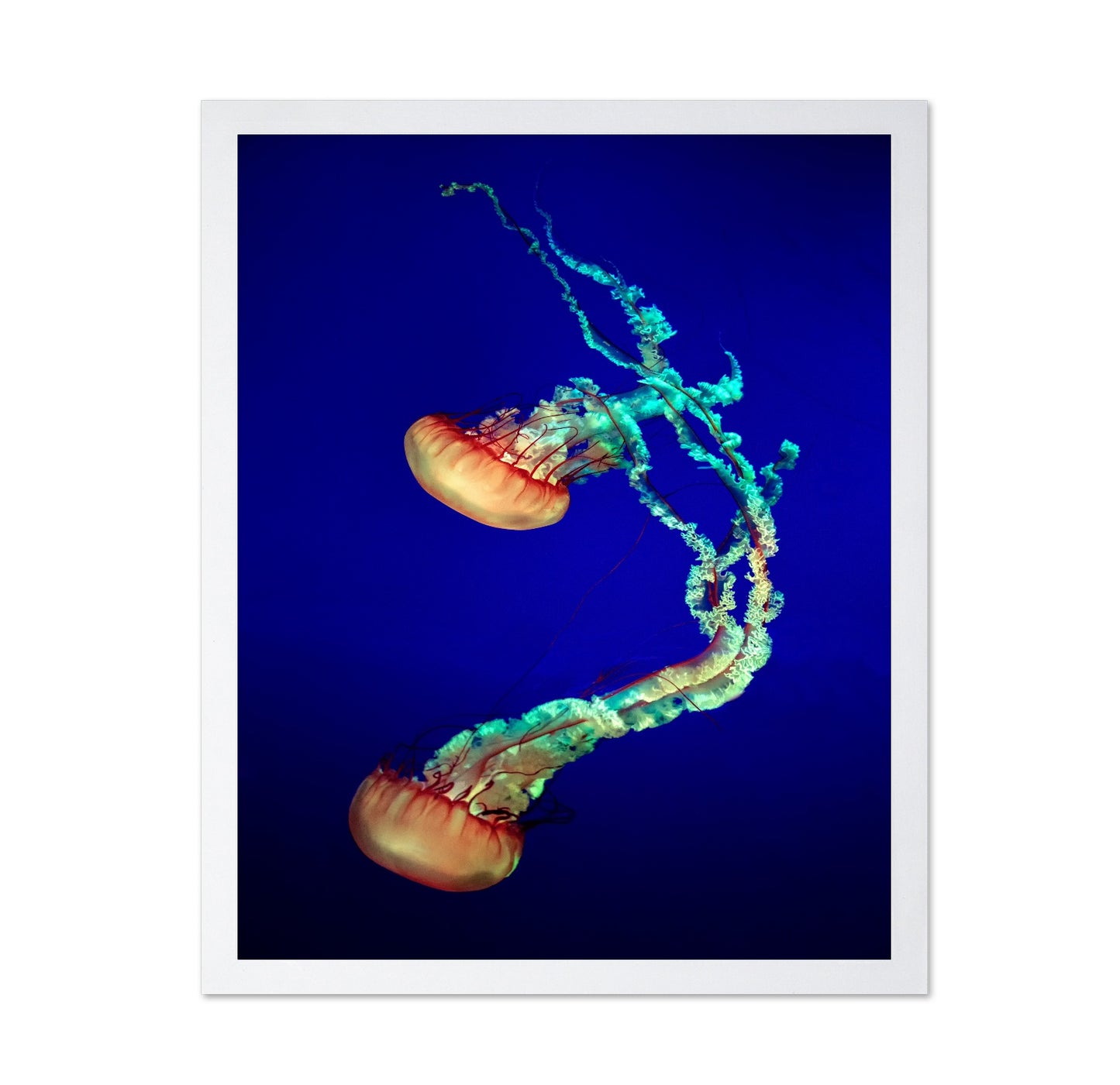 Jelly Fish