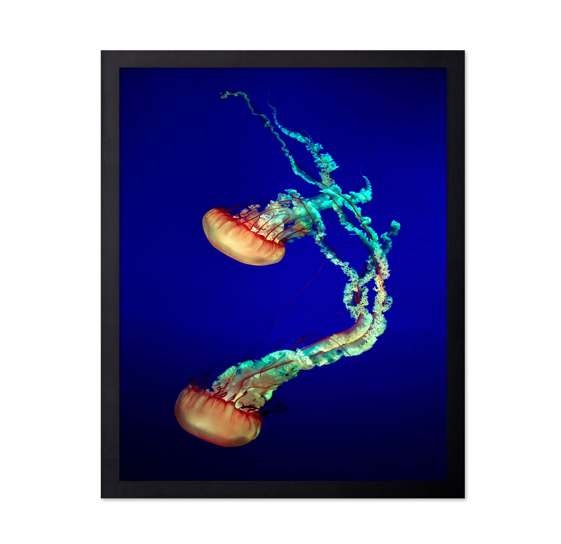 Jelly Fish