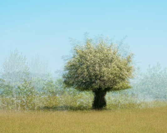 Tree With Flowers