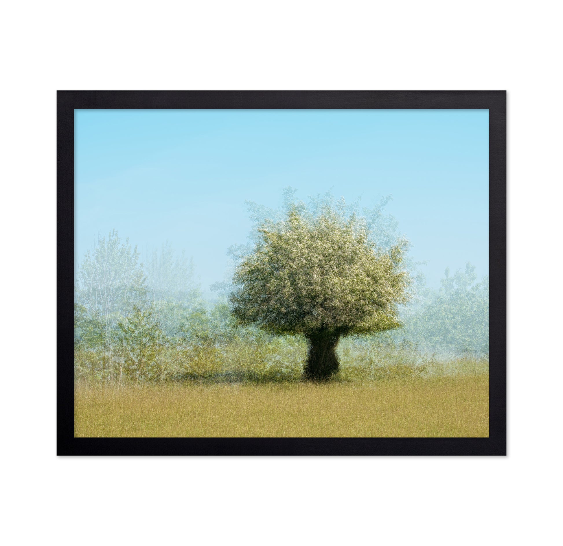 Tree With Flowers