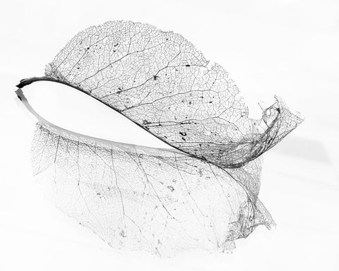 The Old Leaf