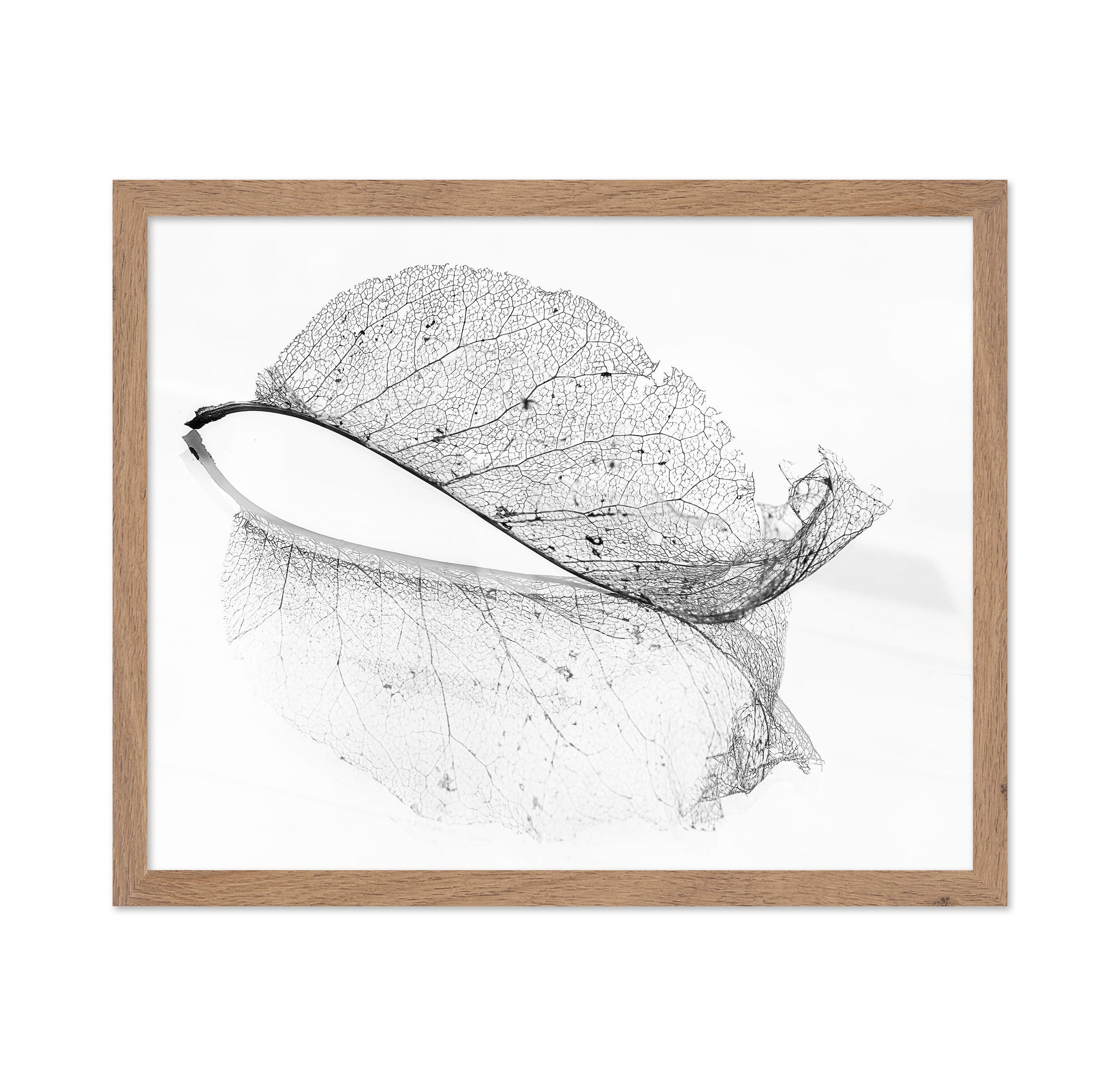 The Old Leaf