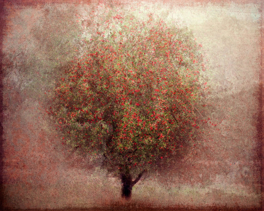 Apple Tree