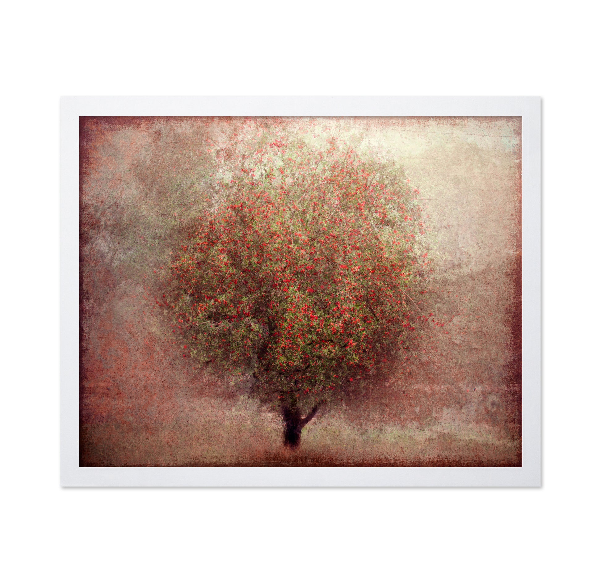 Apple Tree