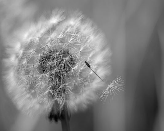 Dandelion Seed