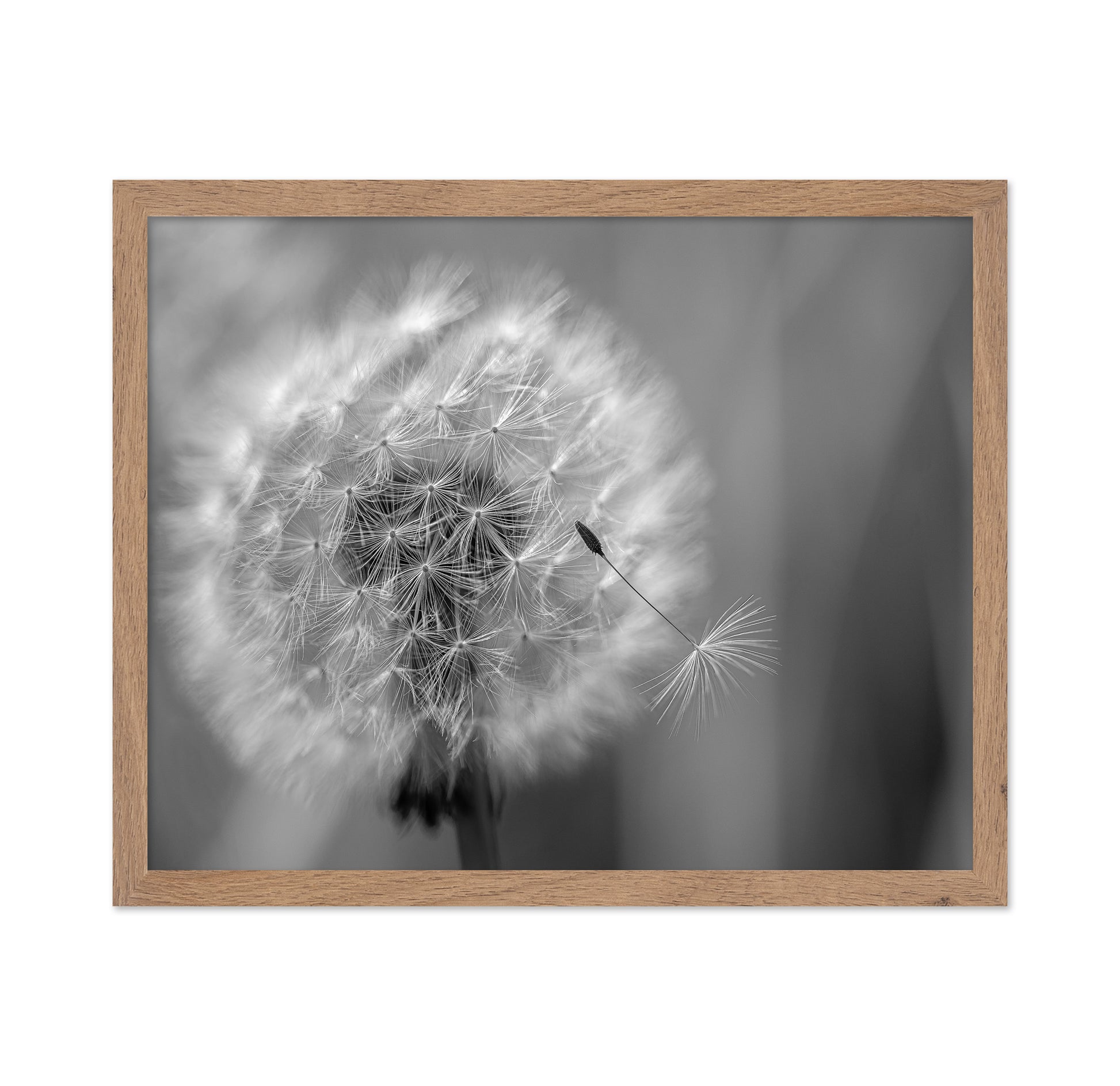 Dandelion Seed
