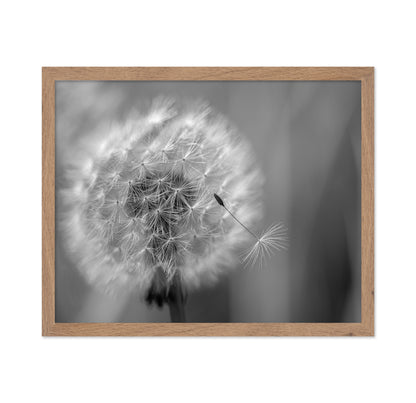 Dandelion Seed