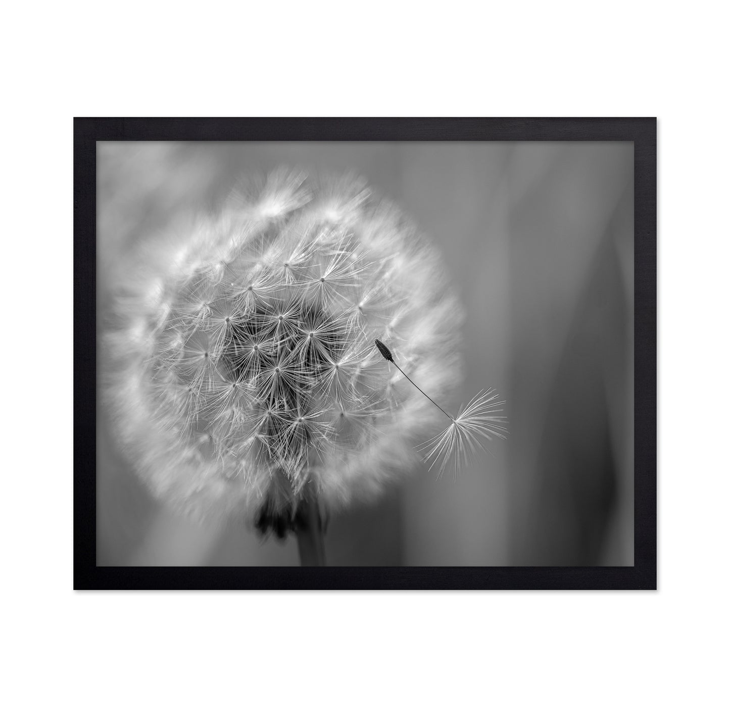 Dandelion Seed