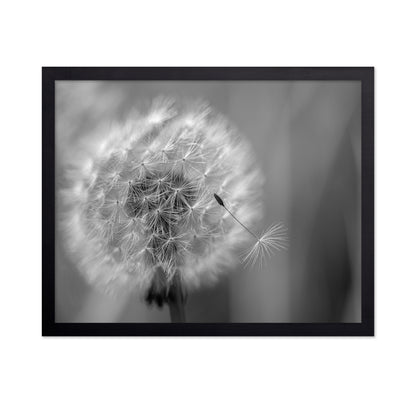 Dandelion Seed