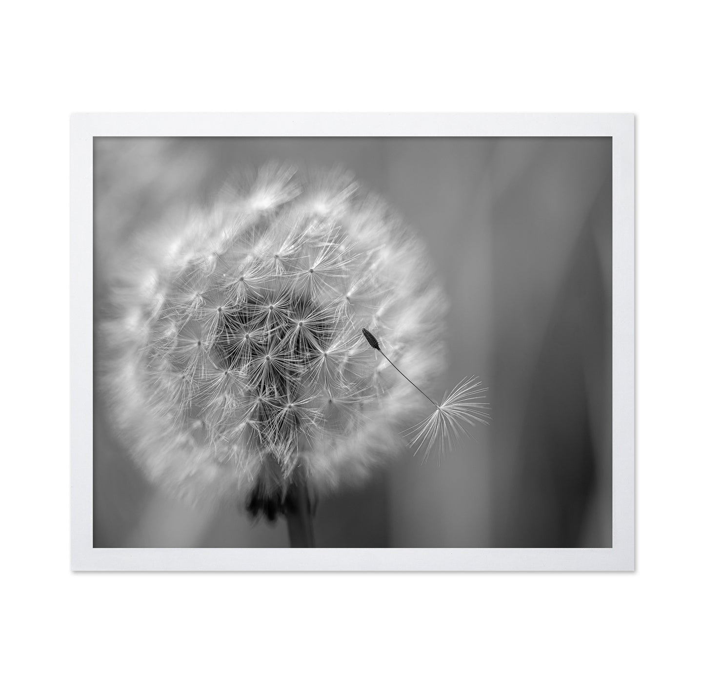 Dandelion Seed