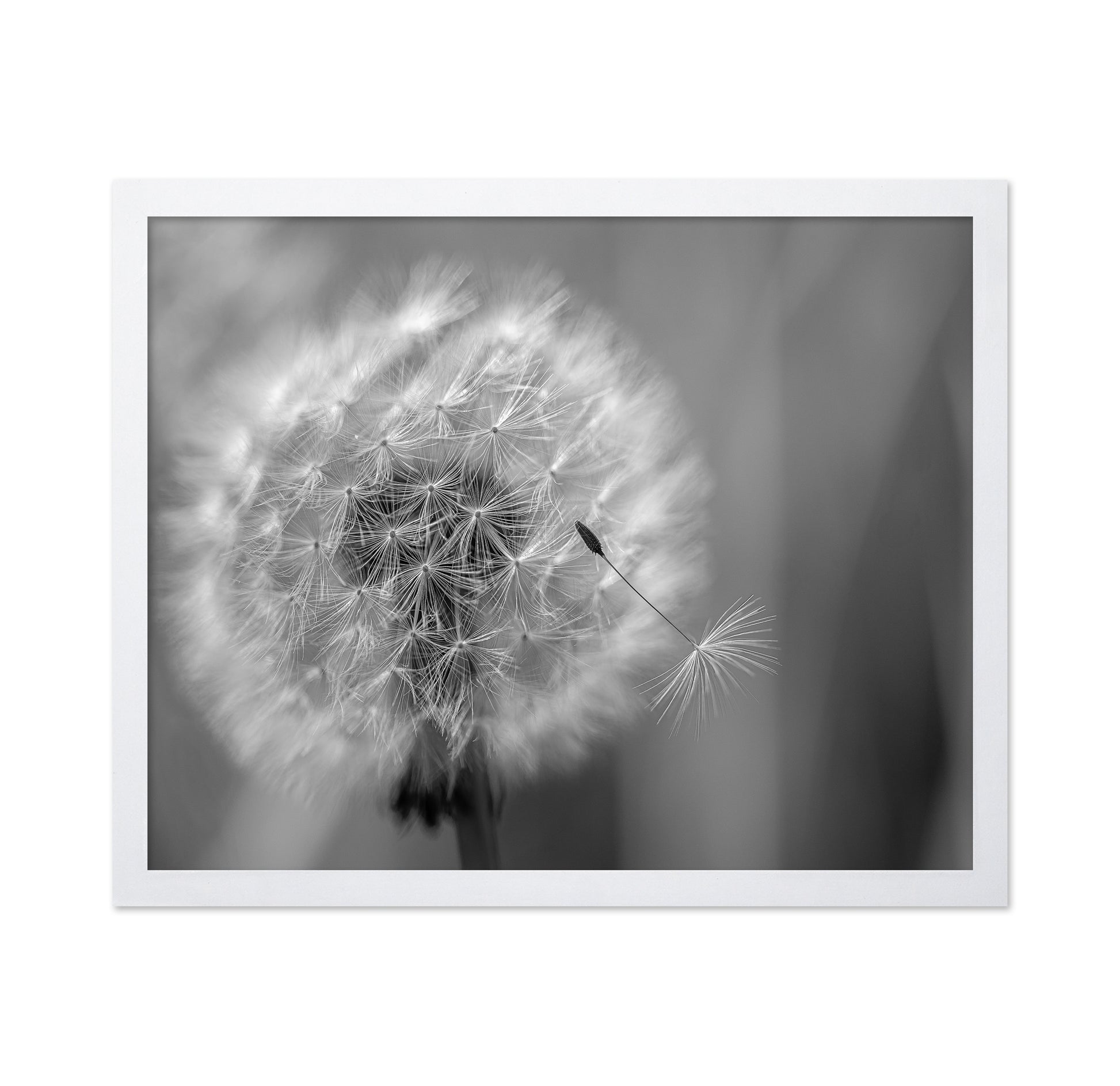 Dandelion Seed