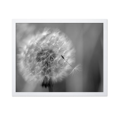 Dandelion Seed