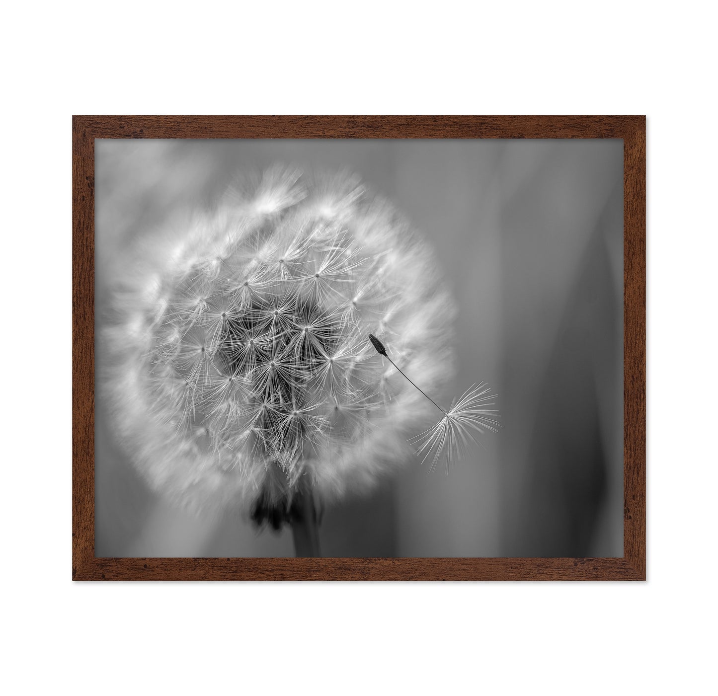 Dandelion Seed