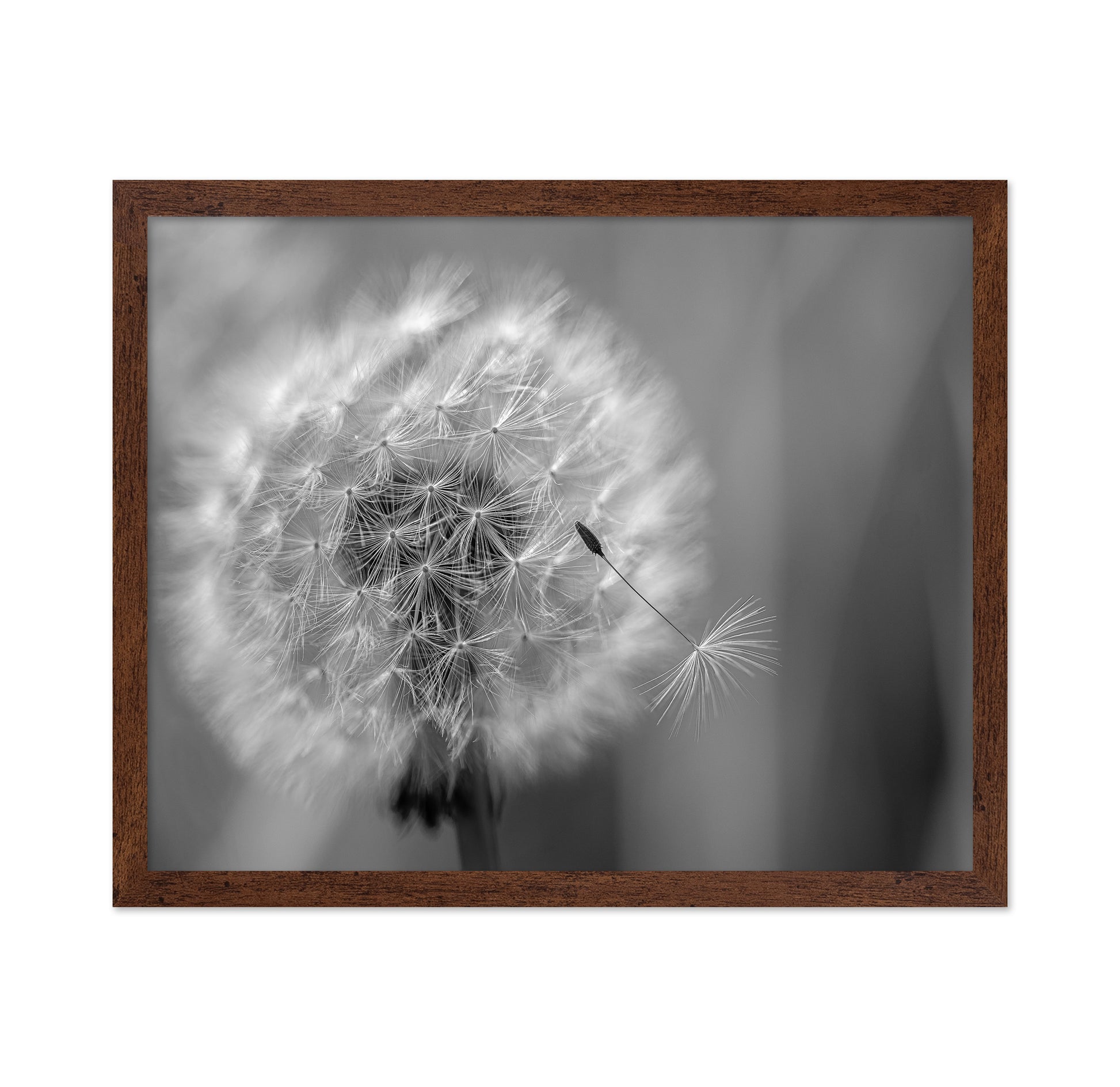 Dandelion Seed