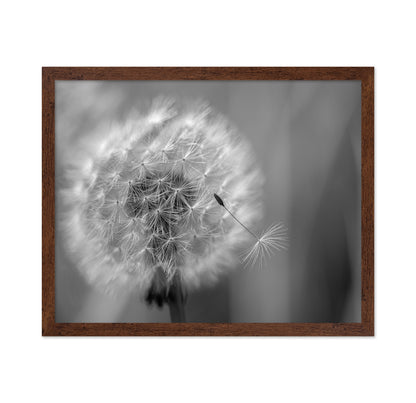 Dandelion Seed
