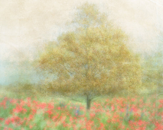 A Dream of Summer