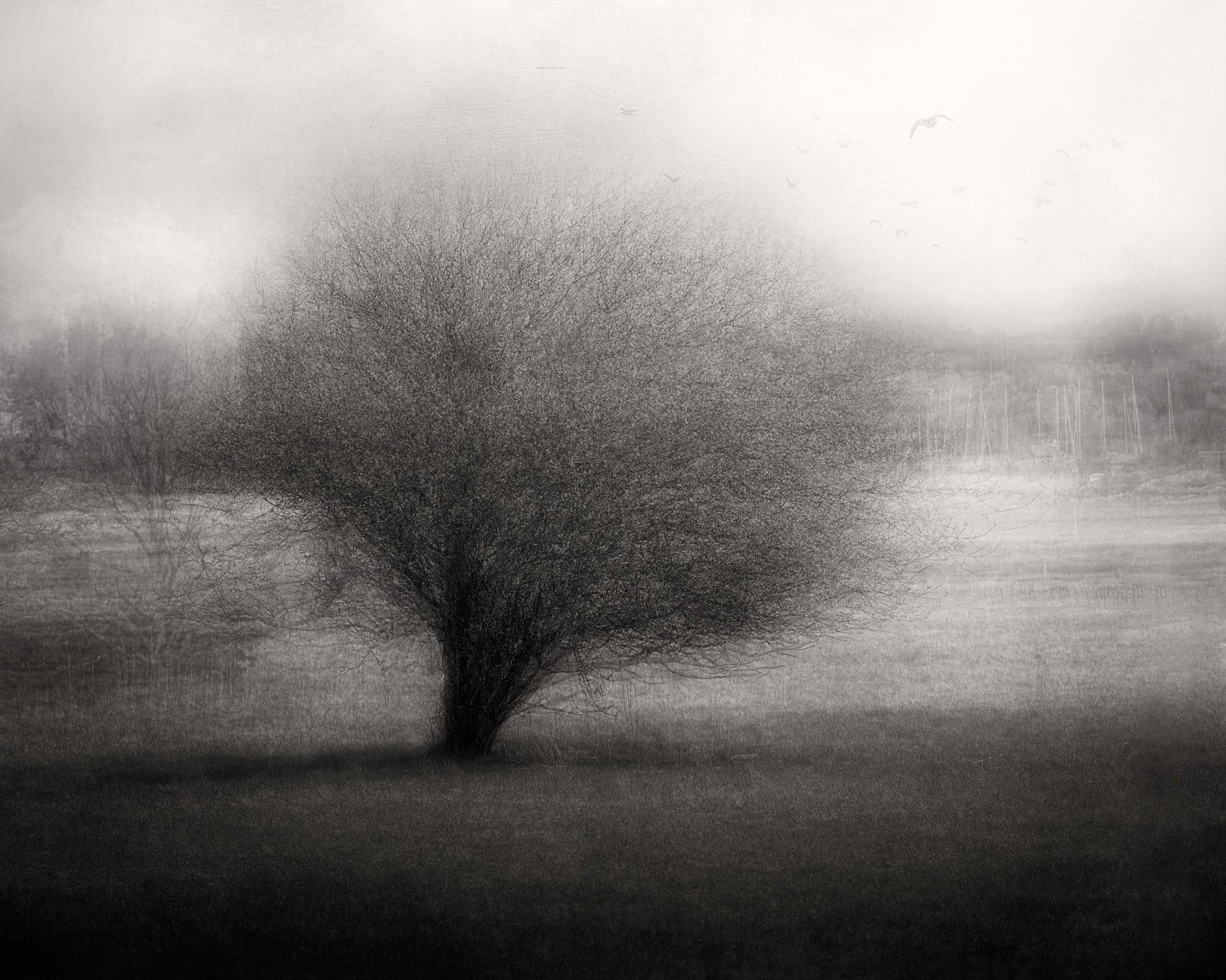 On The Meadow