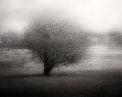 On The Meadow