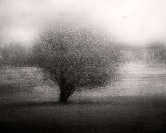 On The Meadow