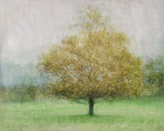 Golden Tree in Mist