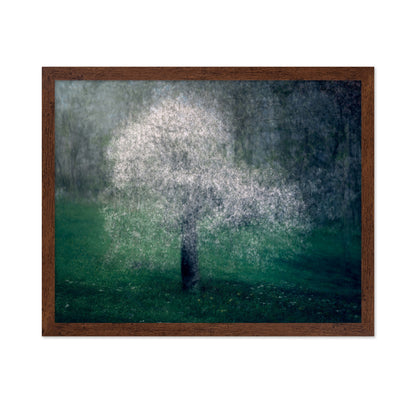 White Lace