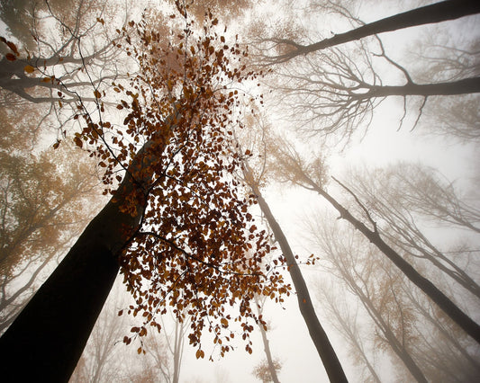 Fall