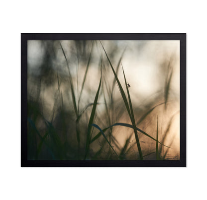 Resting On A Grass Stem