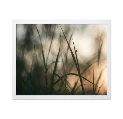 Resting On A Grass Stem