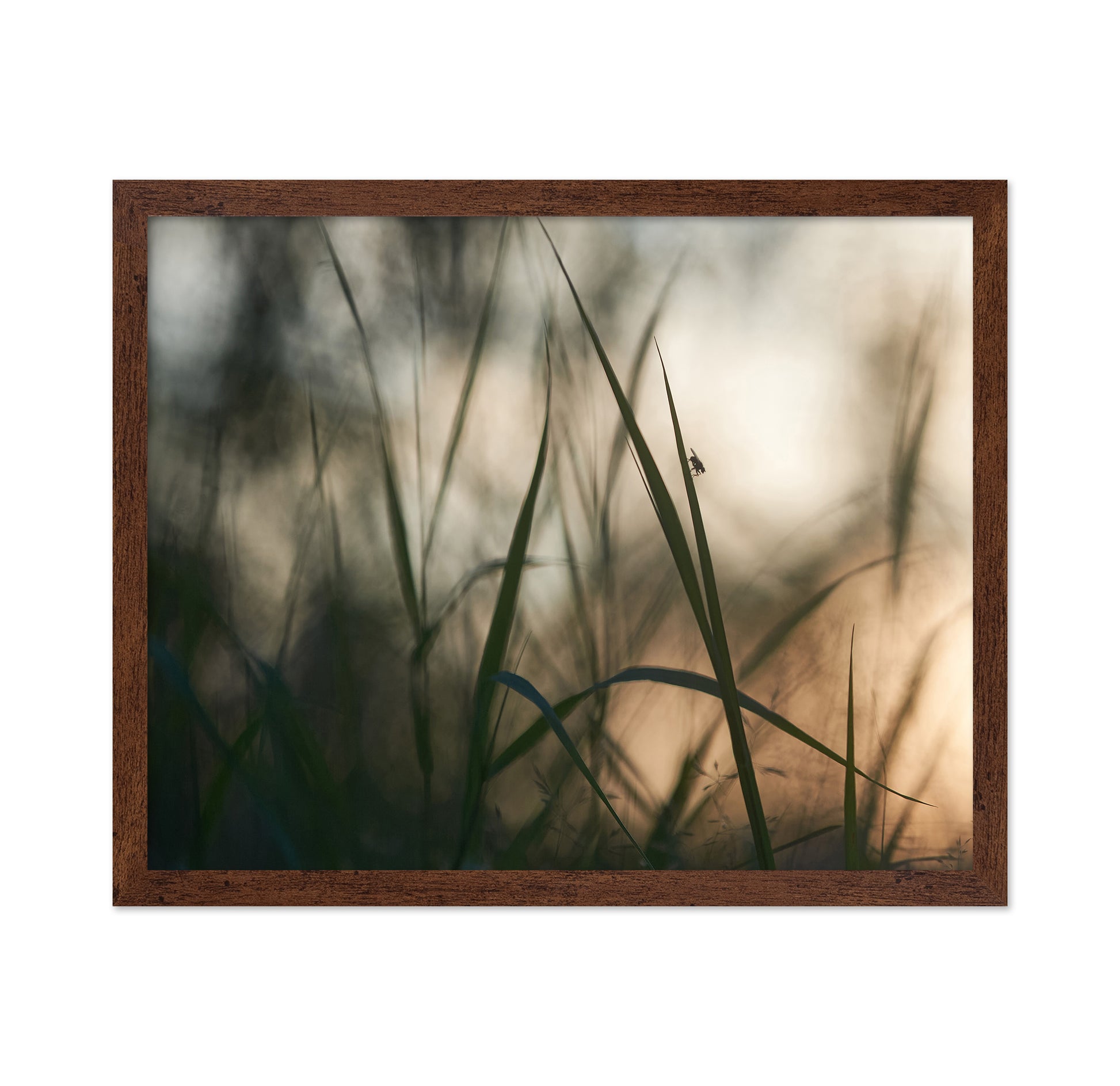 Resting On A Grass Stem