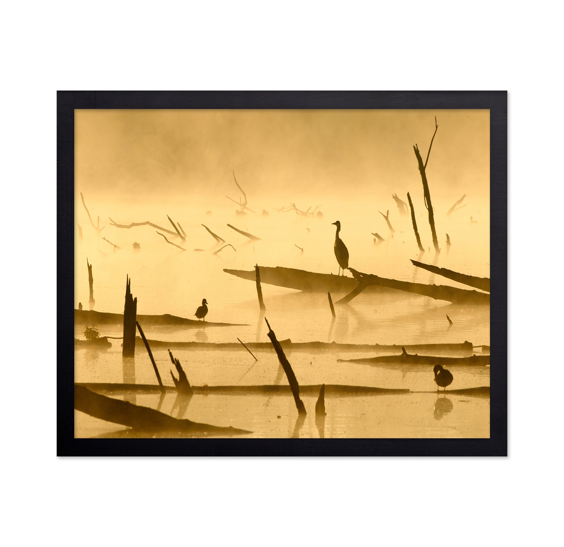 Morninglight