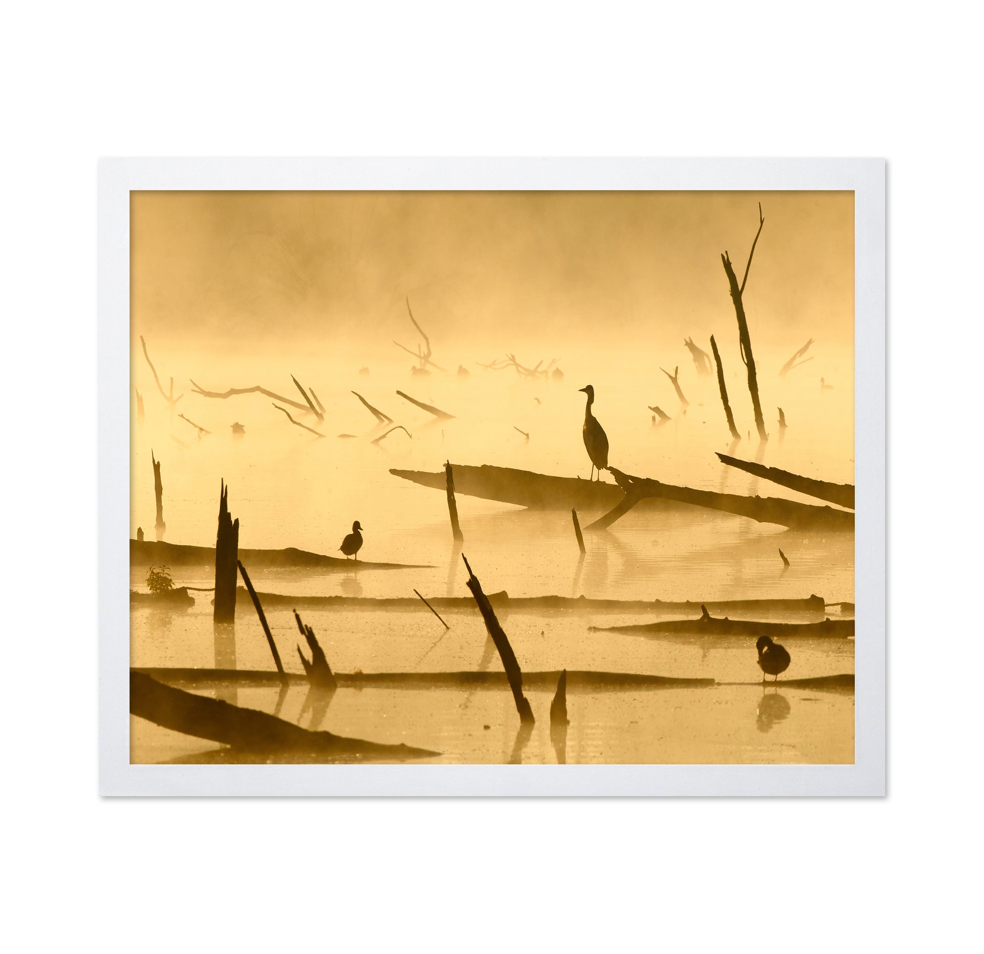 Morninglight