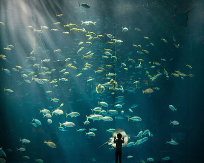 Discovery