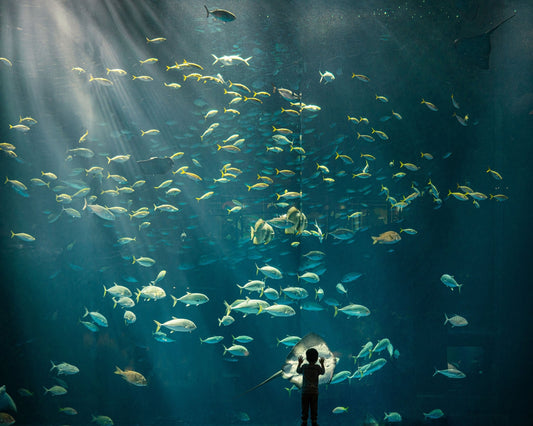 Discovery