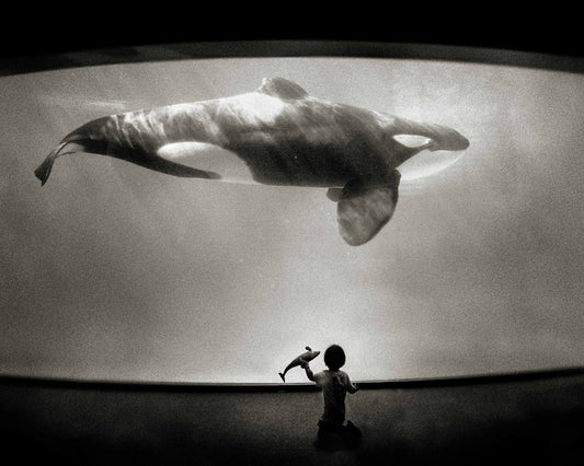 Within the Orca's Domain