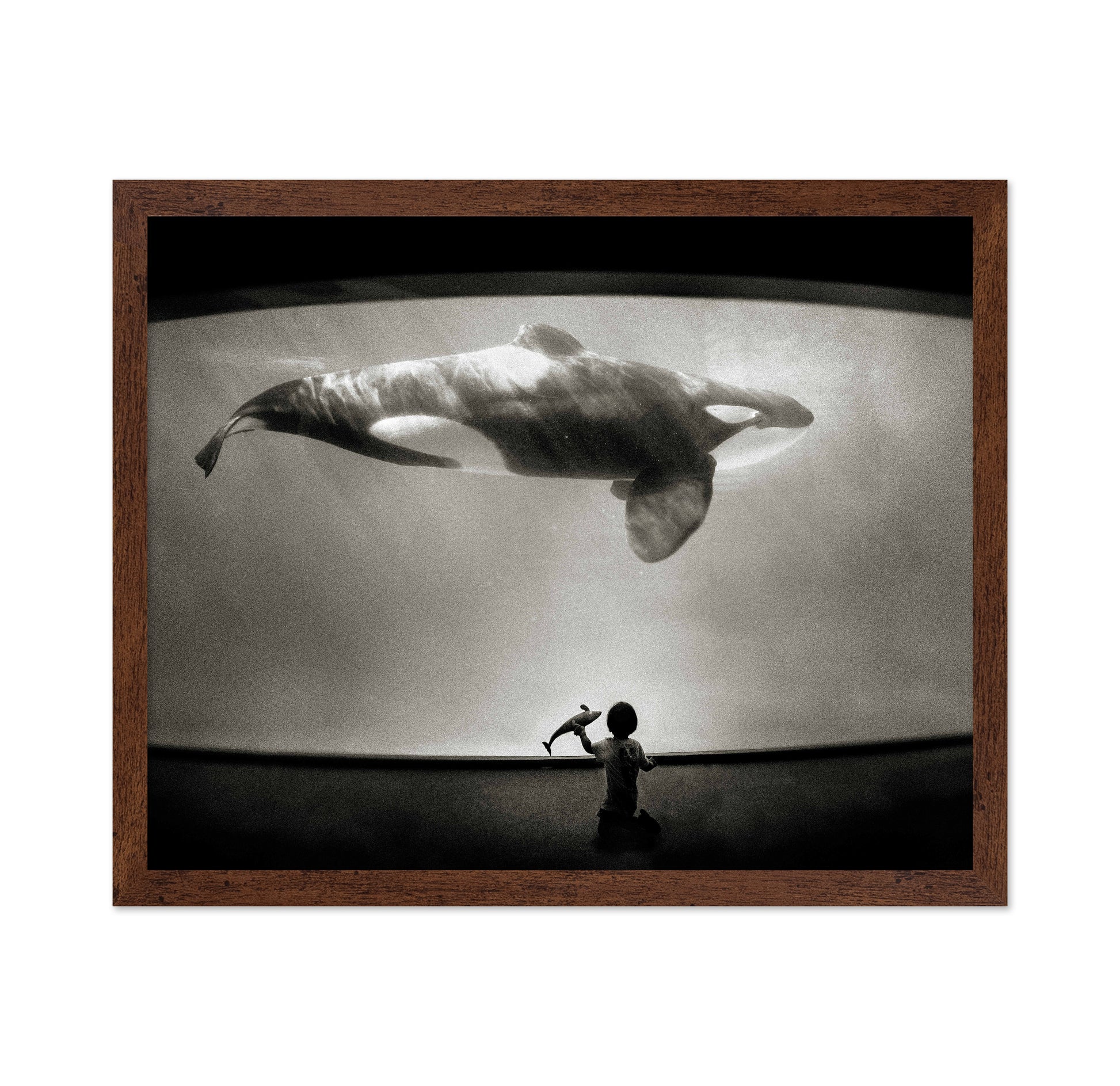 Within the Orca's Domain