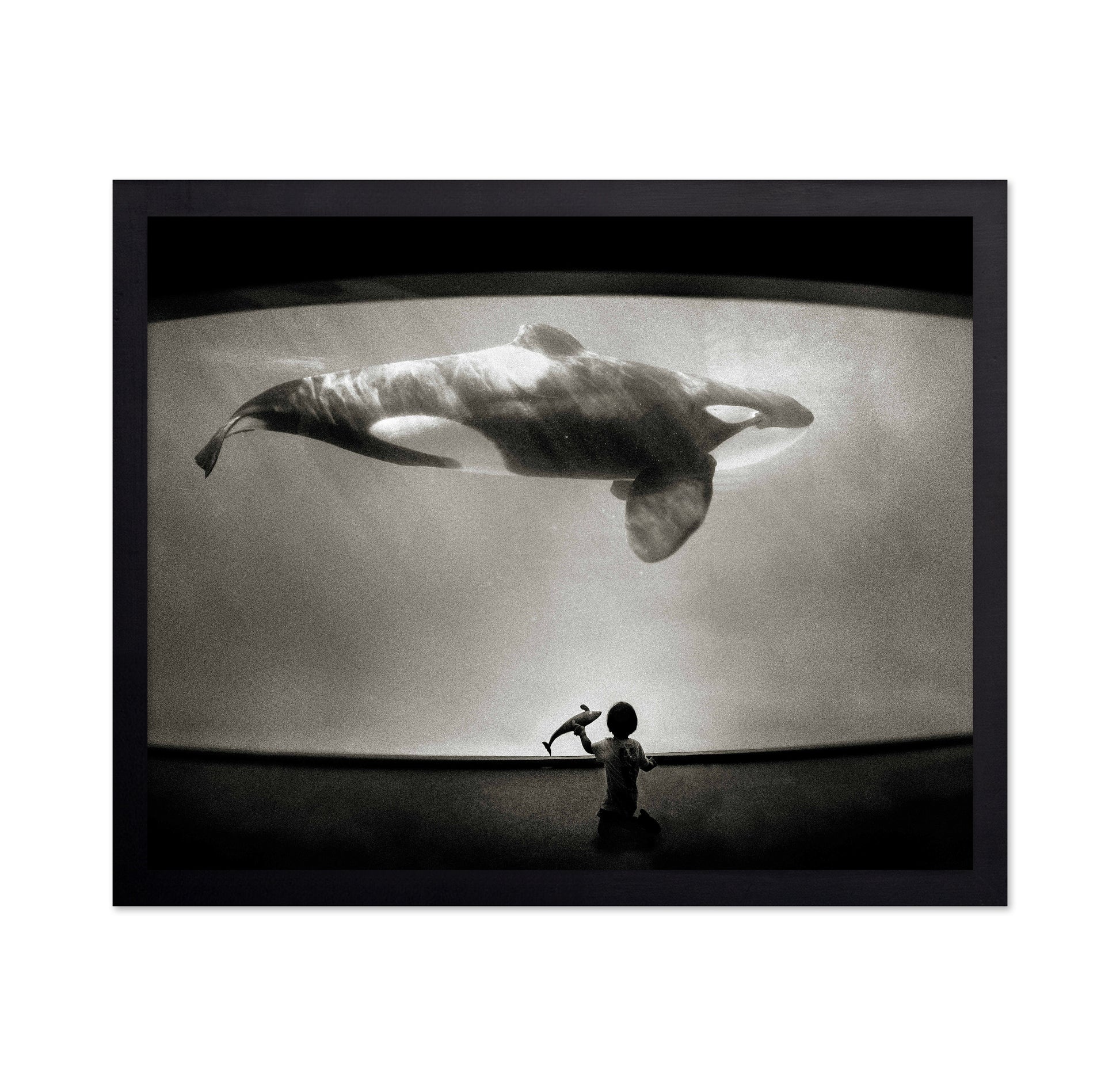 Within the Orca's Domain