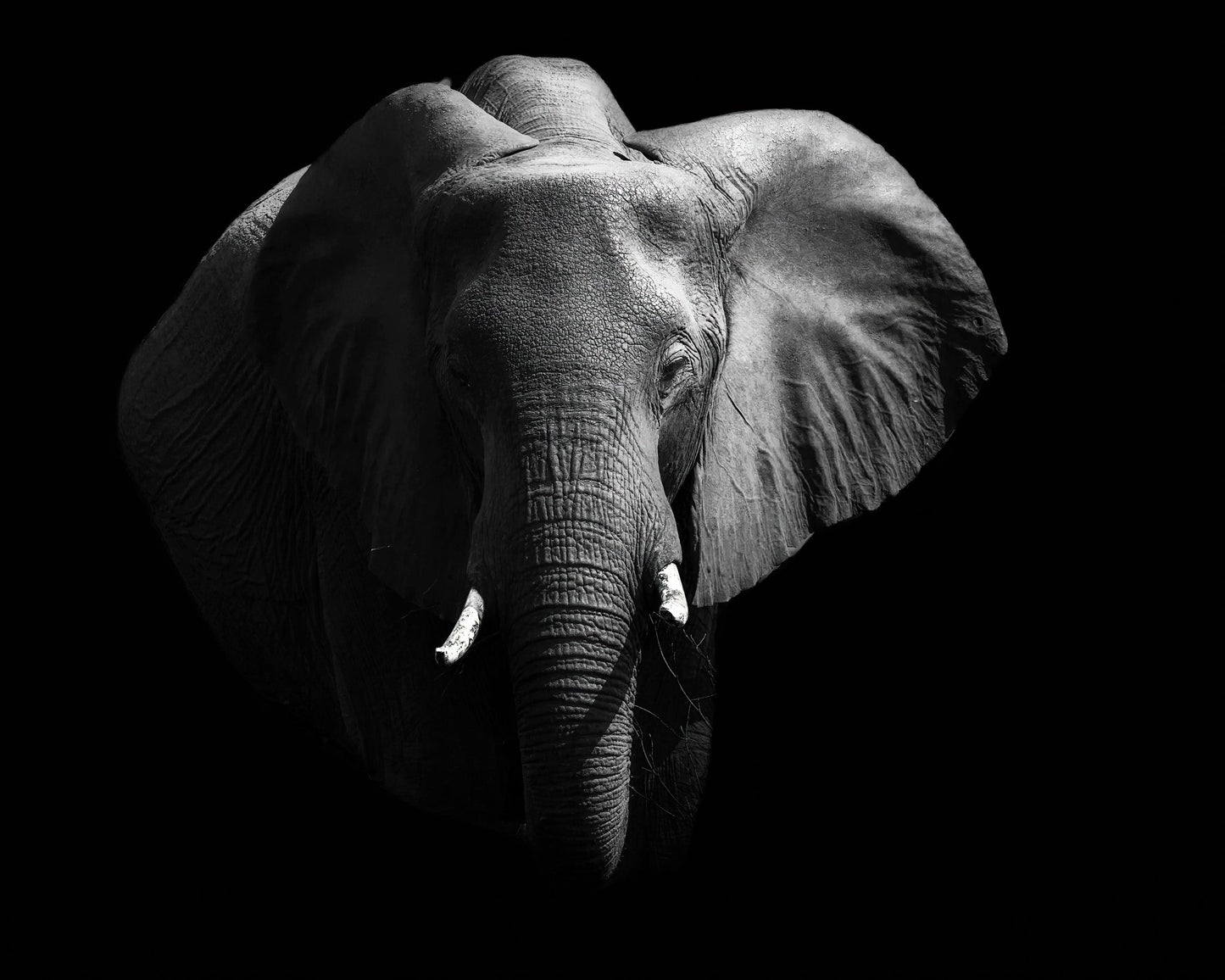 The African Elephant