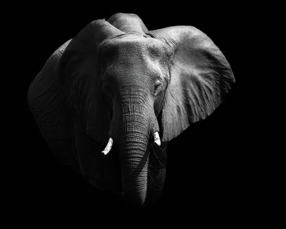 The African Elephant