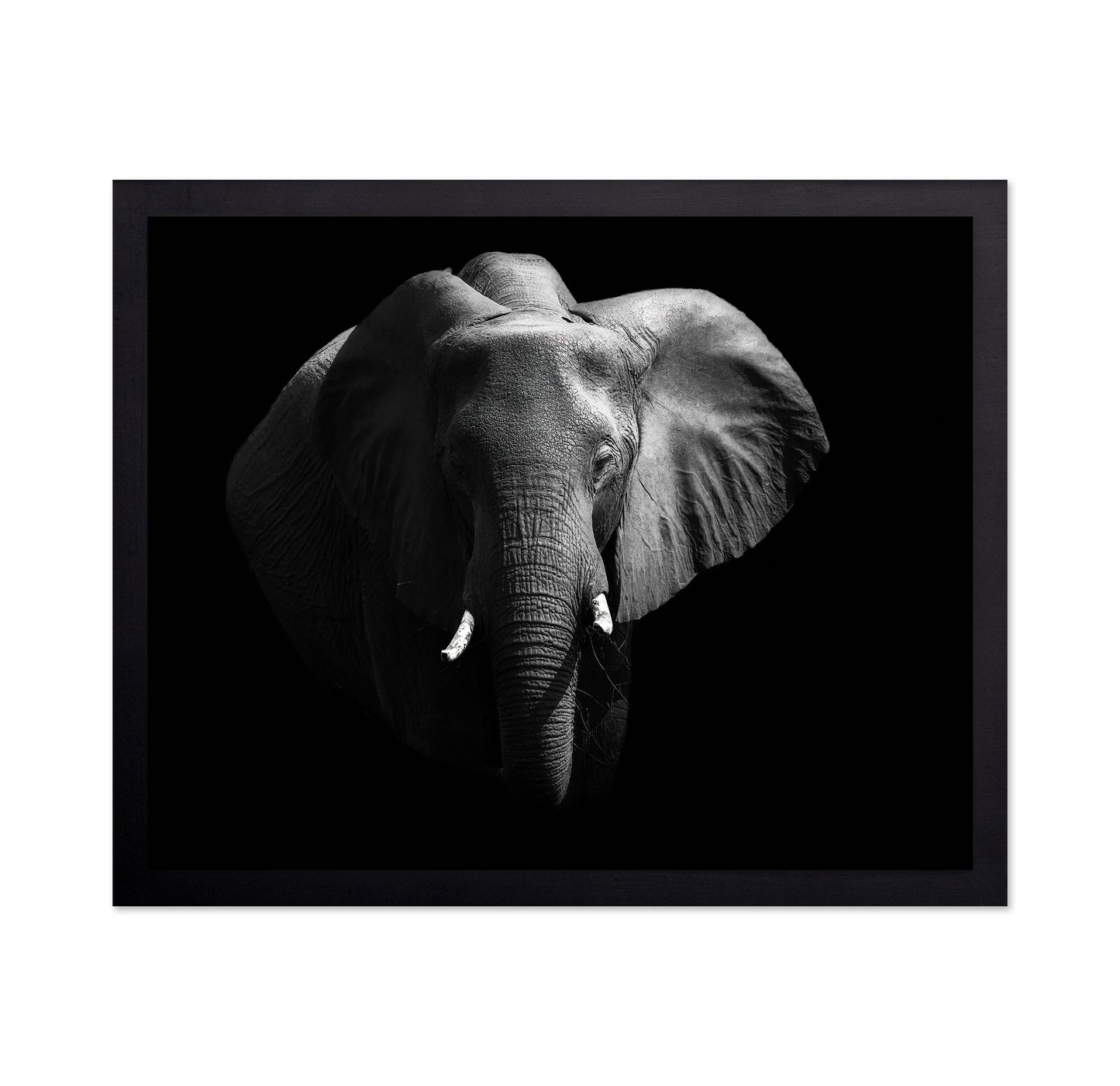 The African Elephant