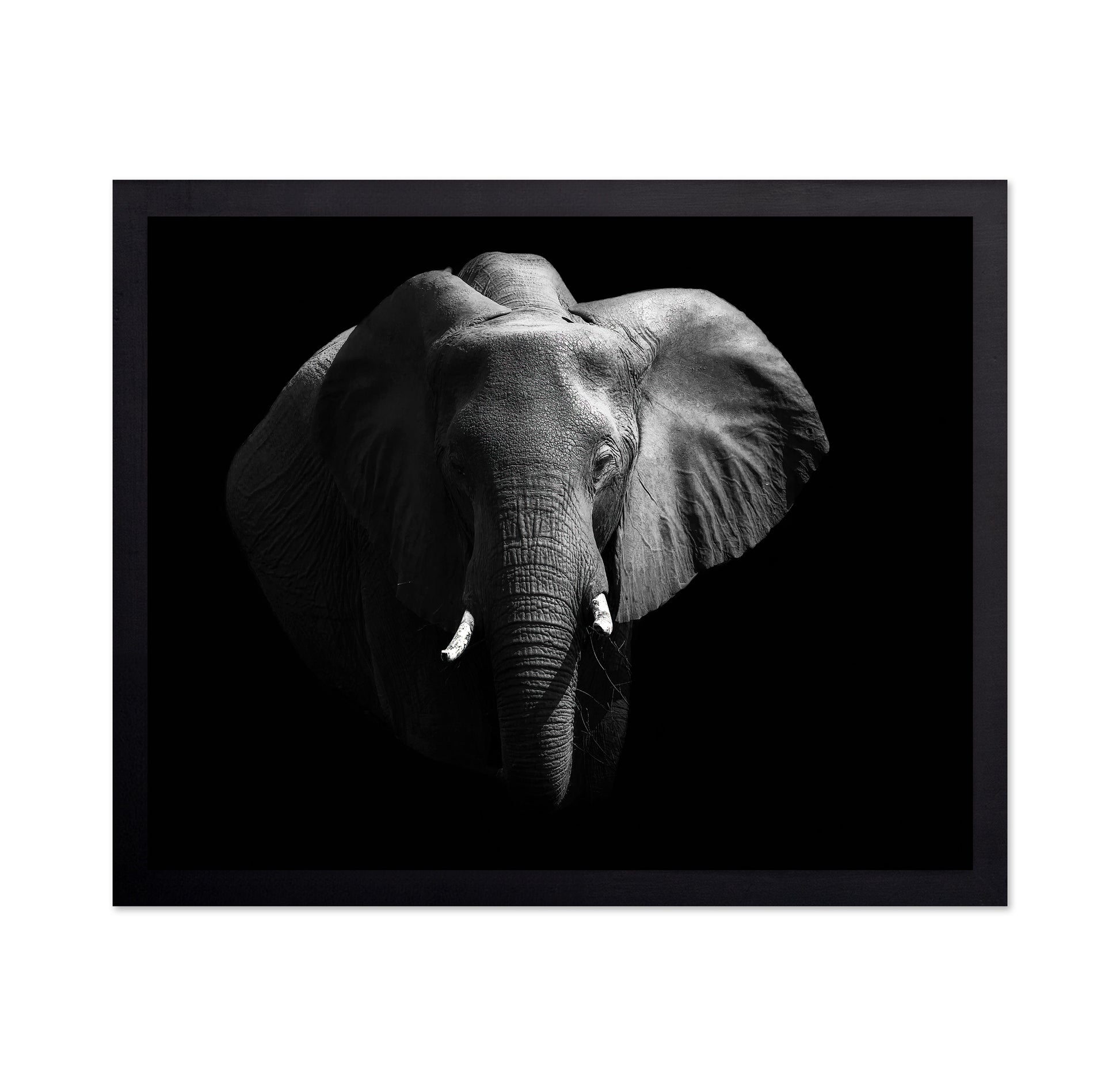 The African Elephant