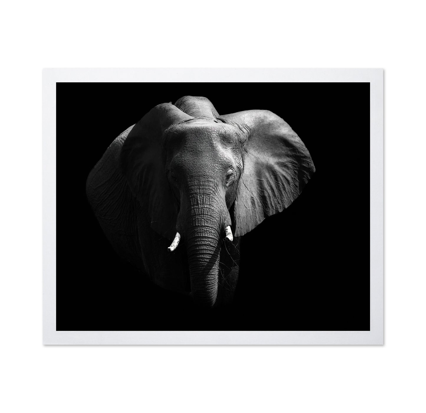 The African Elephant