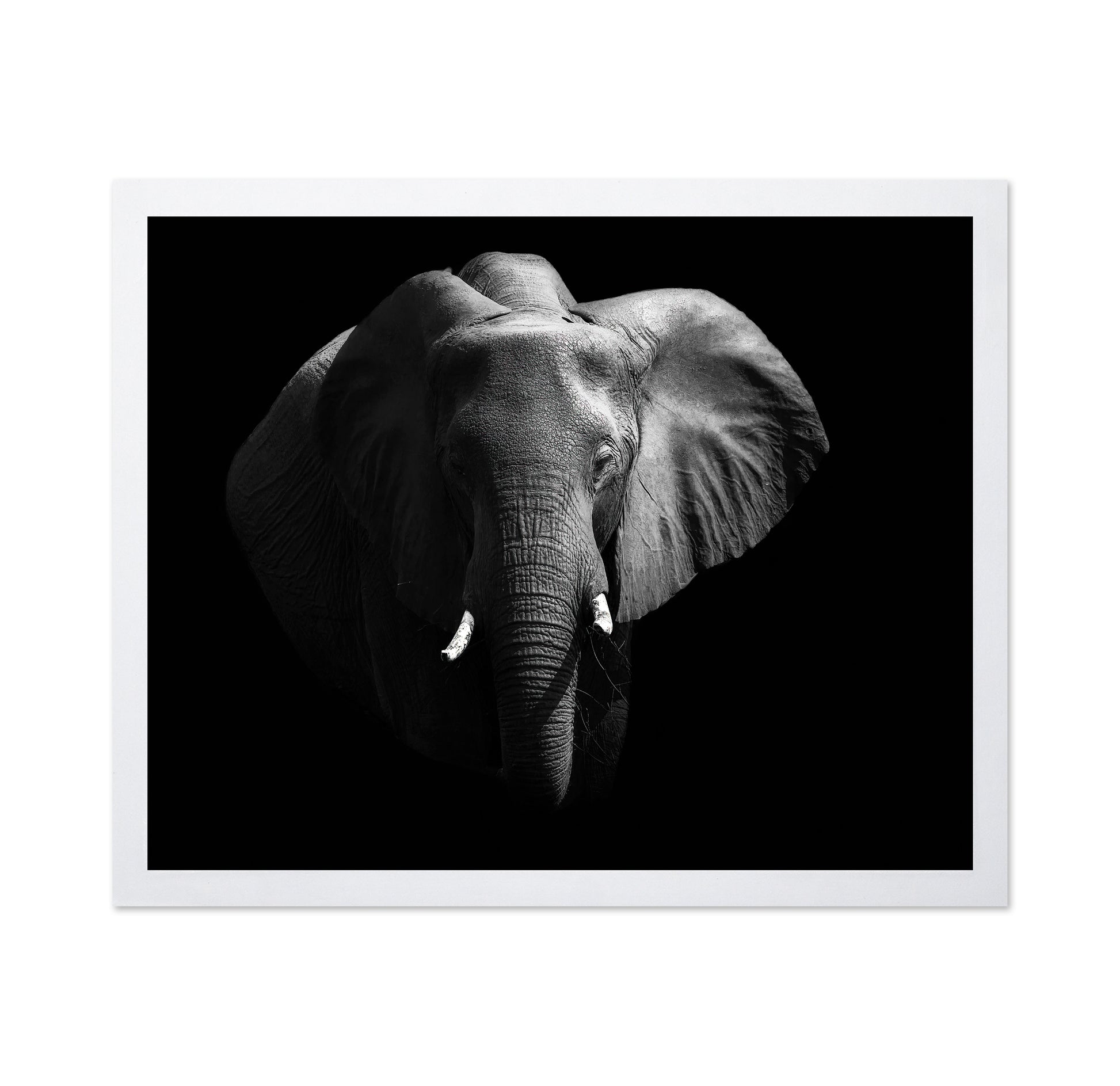 The African Elephant