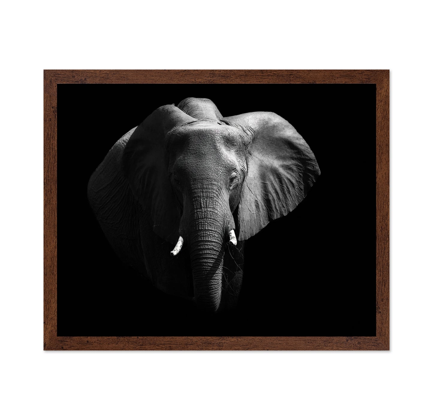 The African Elephant