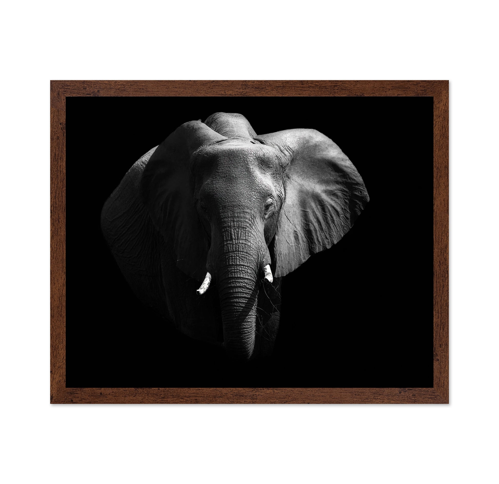 The African Elephant