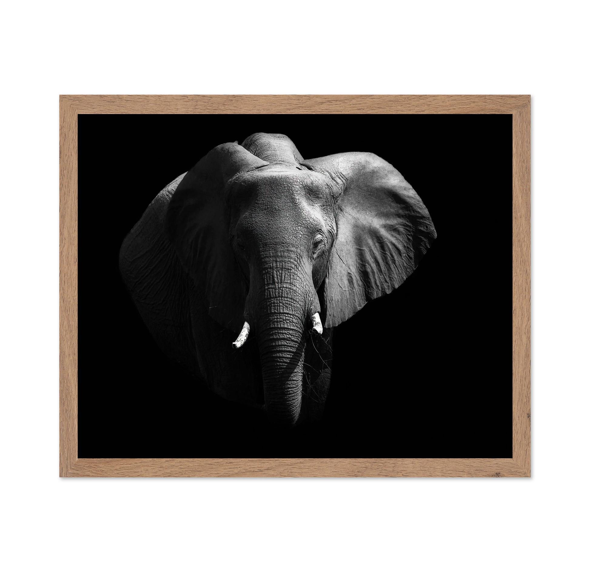 The African Elephant